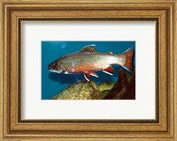 Framed Brook trout