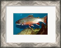 Framed Brook trout