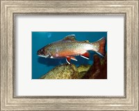 Framed Brook trout