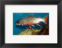 Framed Brook trout