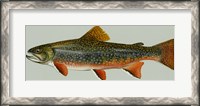 Framed Brook trout