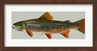 Framed Brook trout