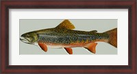 Framed Brook trout