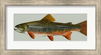 Framed Brook trout