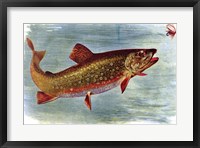 Framed Brook Trout American Fishes