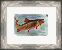 Framed Brook Trout American Fishes