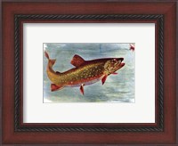 Framed Brook Trout American Fishes