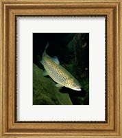 Framed Brown Trout Underwater