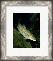 Framed Brown Trout Underwater