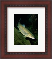 Framed Brown Trout Underwater