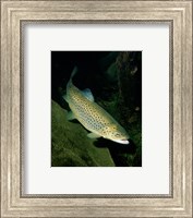 Framed Brown Trout Underwater