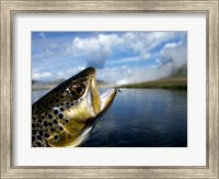 Framed Brown Trout and Soft Hackle Nymph