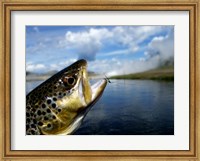 Framed Brown Trout and Soft Hackle Nymph