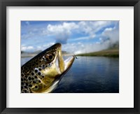 Framed Brown Trout and Soft Hackle Nymph