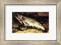 Framed Gustave Courbet - The Trout