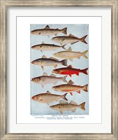 Framed Group of Fishes