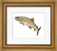 Framed Lake Trout