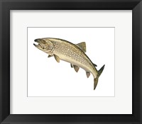 Framed Lake Trout