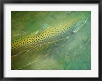 Framed Madison River Brown Trout