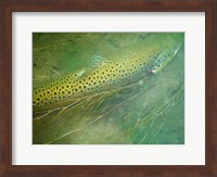 Framed Madison River Brown Trout