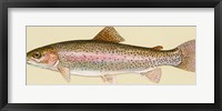 Framed Rainbow trout - long