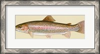 Framed Rainbow trout - long