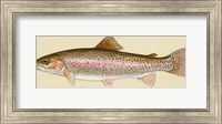 Framed Rainbow trout - long