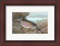 Framed Rainbow trout - swimming
