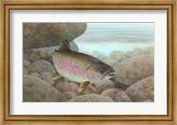Framed Rainbow trout - swimming