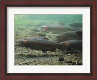 Framed Rainbow trout - photo
