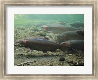 Framed Rainbow trout - photo
