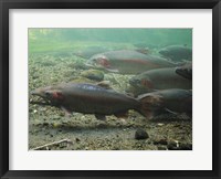 Framed Rainbow trout - photo