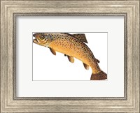 Framed Salmo Trutta