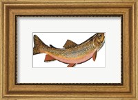 Framed Salvelinus Fontinalis