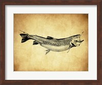 Framed Trout - black and white