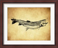 Framed Trout - black and white