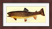 Framed Yellowstone cutthroat trout