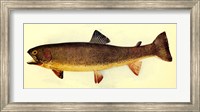 Framed Yellowstone cutthroat trout