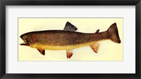 Framed Yellowstone cutthroat trout