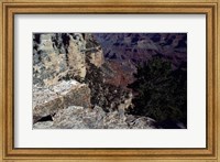 Framed Looking Down Into the Grand Canyon