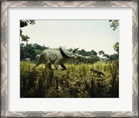 Framed Triceratops with a tyrannosaur and a torosaurus in a forest