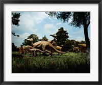 Framed Herd of Anatosaurus
