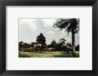 Framed Side profile of a tyrannosaur attacking a group of anatosaurus