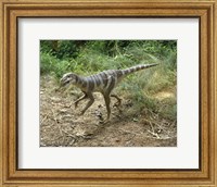 Framed High angle view of a dromaeosaurus walking in a forest