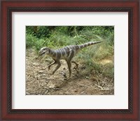 Framed High angle view of a dromaeosaurus walking in a forest