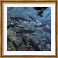 Framed Trout - under water