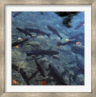 Framed Trout - under water