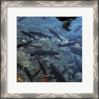 Framed Trout - under water