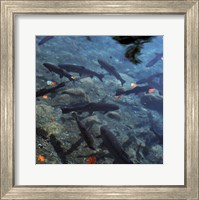 Framed Trout - under water