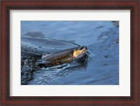 Framed Close-up of a Brook trout (Salvelinus fontinalis) on a fishing line